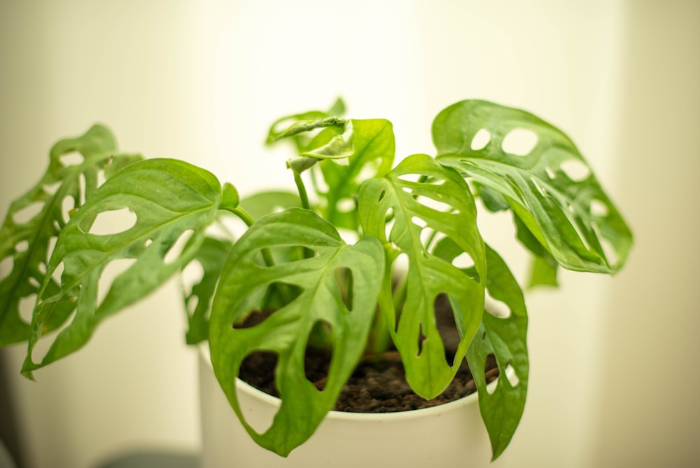 green plant on white ceramic pot