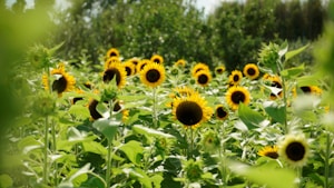 sunflower field during day time