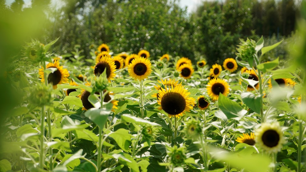 sunflower field during day time