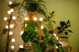 A softly lit corner of Luna’s streaming setup with plants and purple fairy lights.
