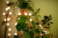 A cozy indoor setting featuring various potted plants with lush green leaves. Soft, spherical string lights provide warm illumination. The background is a neutral wall, adding to a relaxing atmosphere.