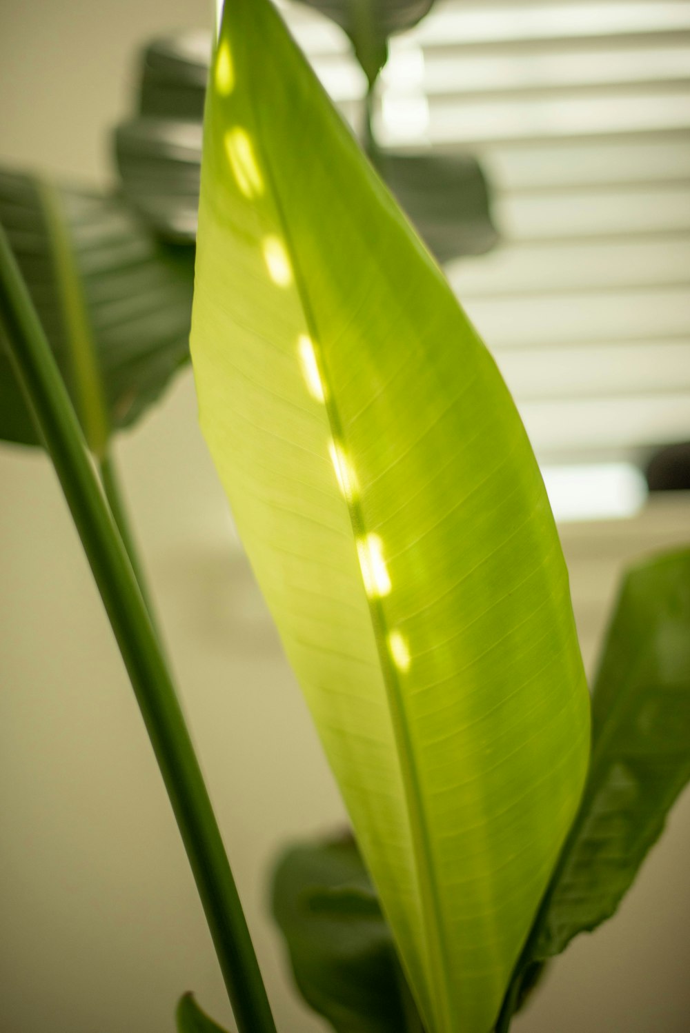 green leaf plant near white window blinds