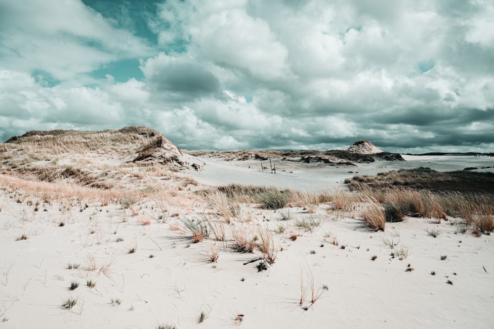 brown grass on white sand under white clouds during daytime