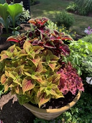 A vibrant indoor plant arrangement showcasing various green foliage in a well-lit space.