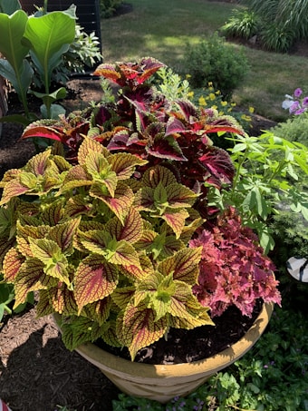 A vibrant potted plant arrangement featuring a mix of colorful foliage. The foreground displays leaves with intricate patterns in shades of green, yellow, and red. Surrounding this are various other leafy plants, creating a lush garden setting under natural sunlight.