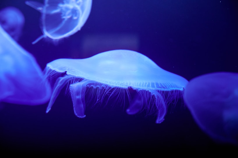 A close-up of a translucent jellyfish glowing softly in deep blue ocean water.