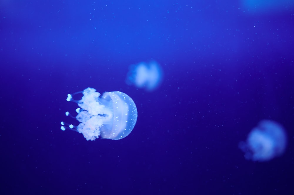 blue and white jellyfish under blue sky