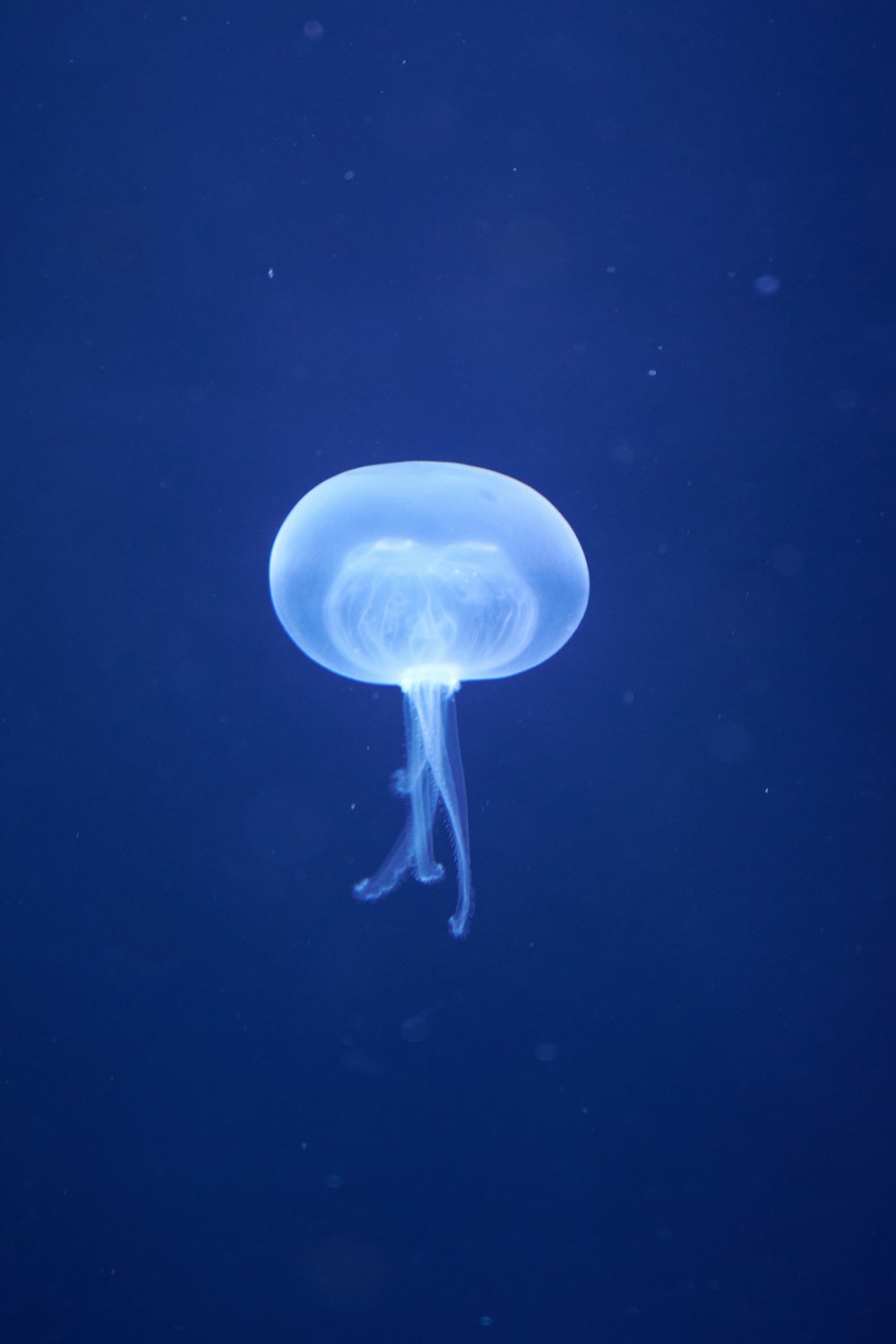 white jellyfish in blue water