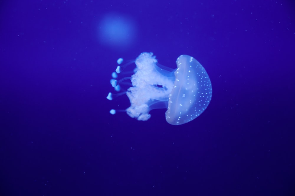 white jellyfish in blue water