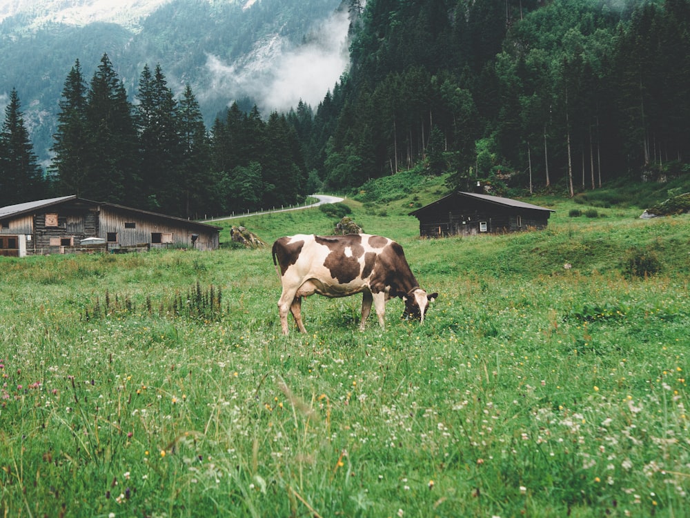 vaca marrom e branca no campo de grama verde durante o dia