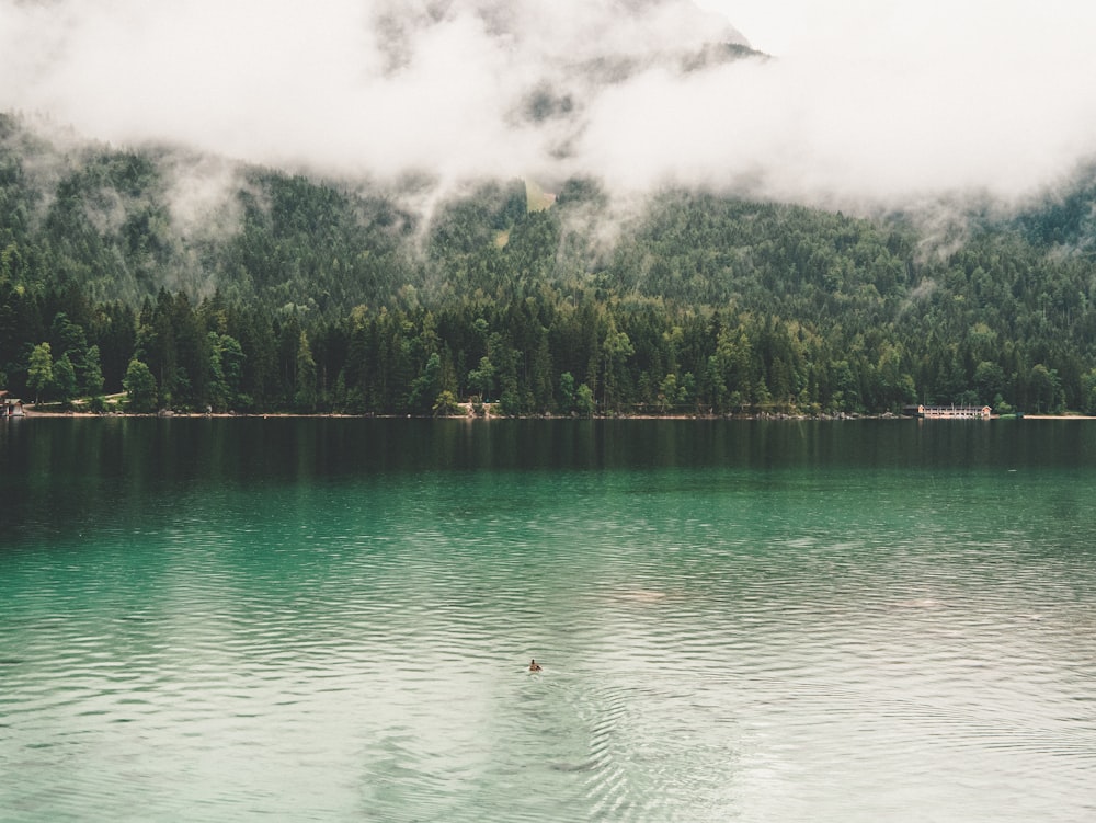 green trees beside body of water during daytime