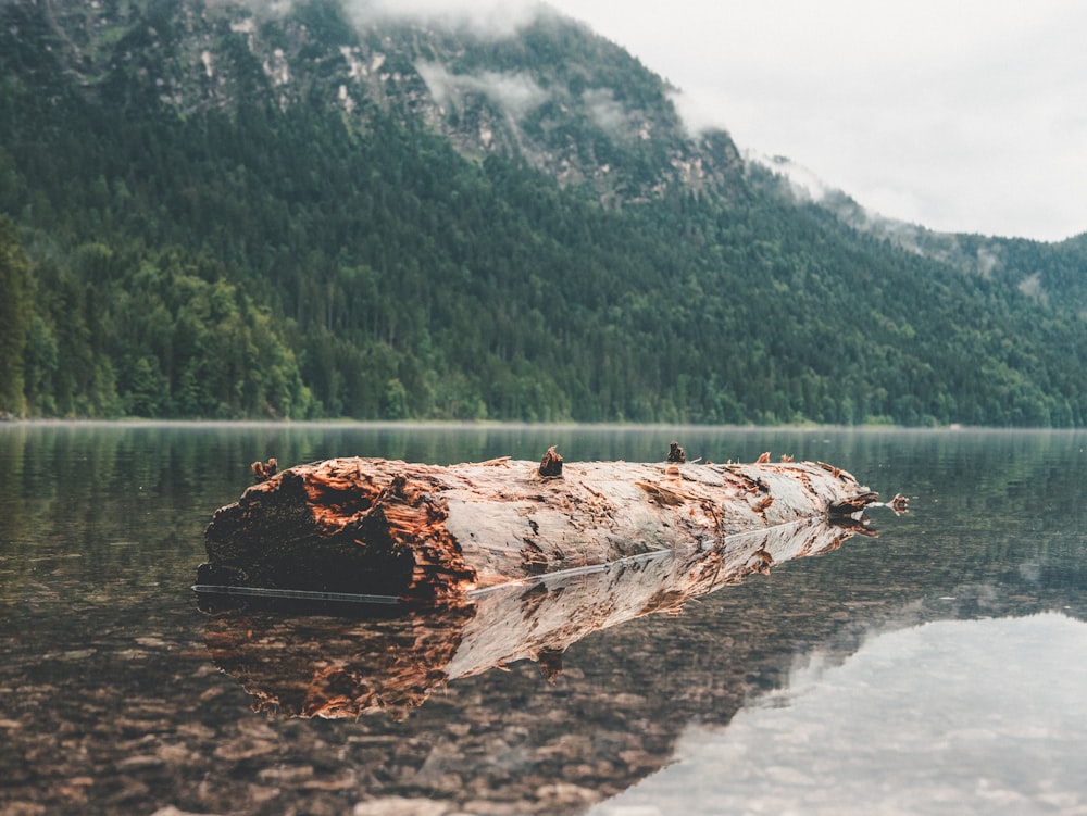 person standing on brown wood log on body of water during daytime