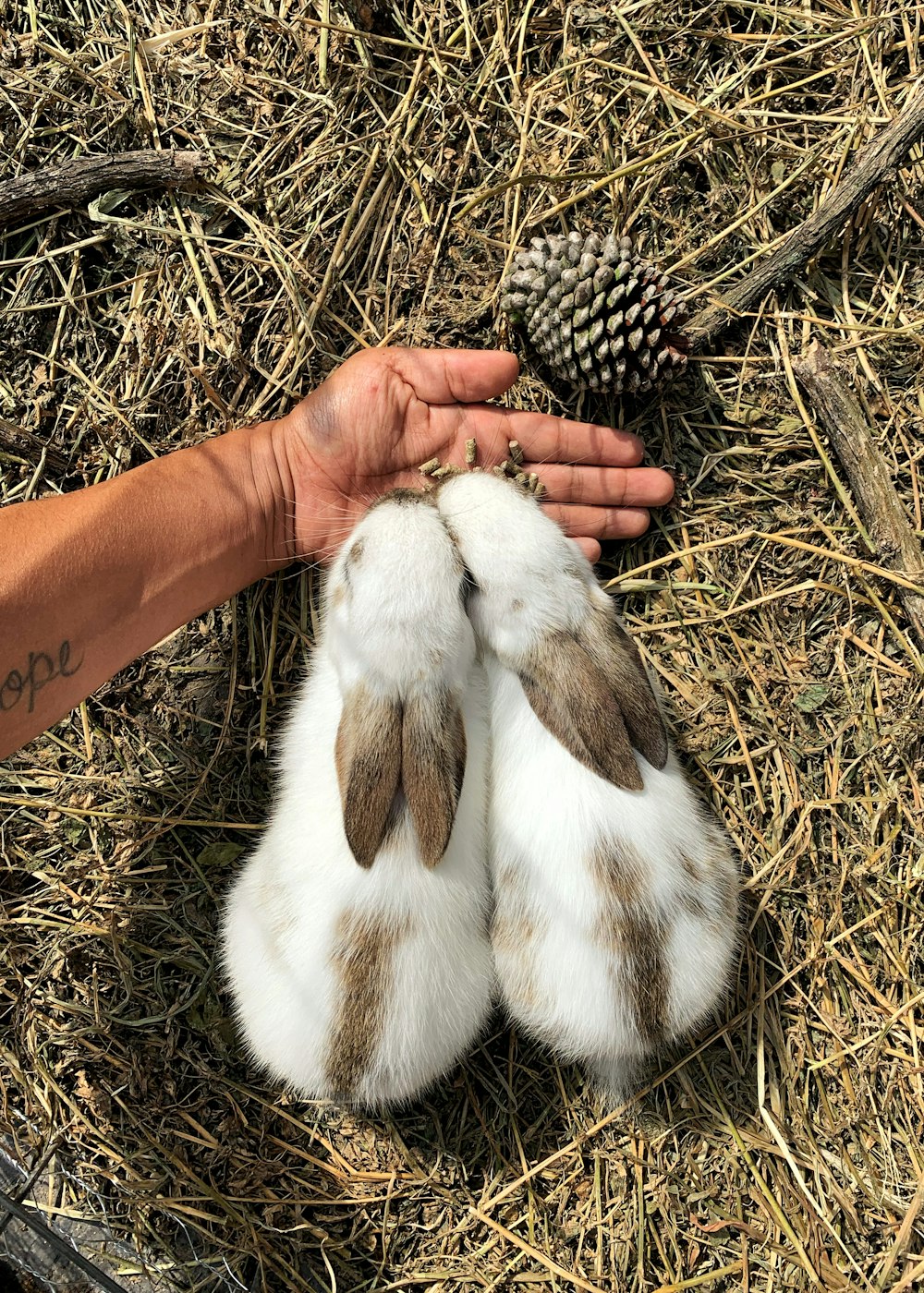 white and brown rabbit on brown grass