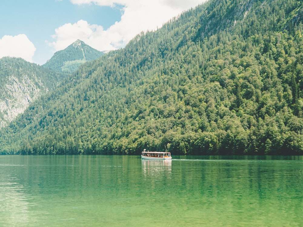 green trees near body of water during daytime