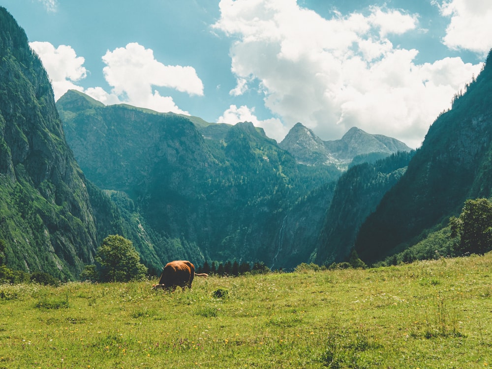 brown cow on green grass field near mountain under white clouds during daytime