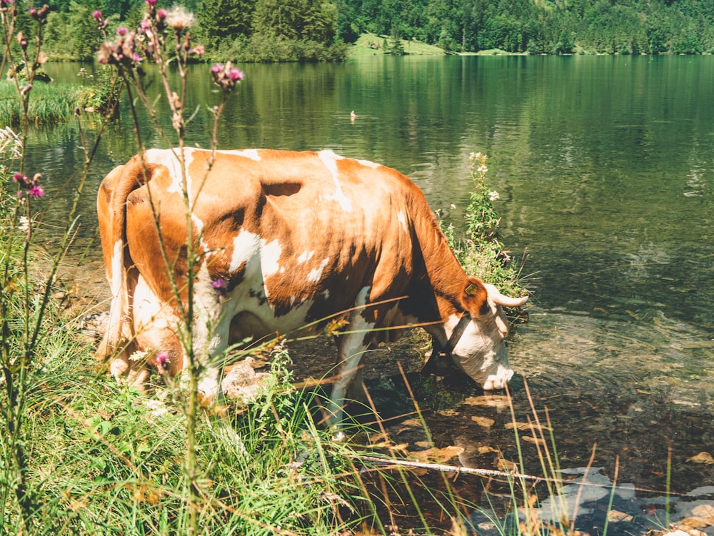 brown and white cow on green grass field near body of water during daytime