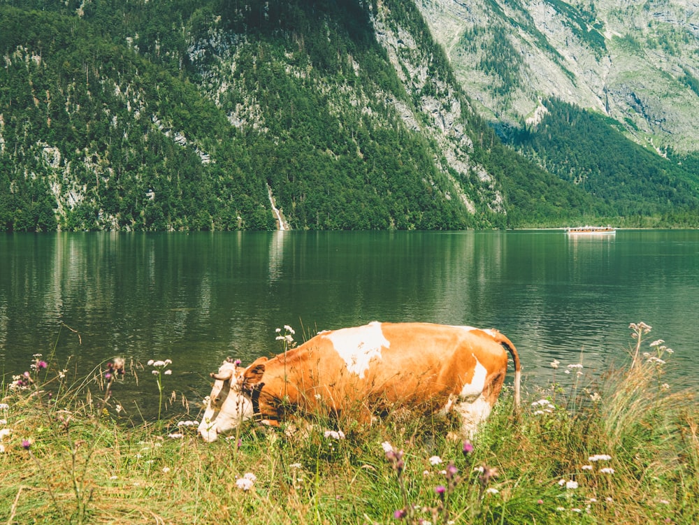 brown and white cow on green grass field near lake during daytime