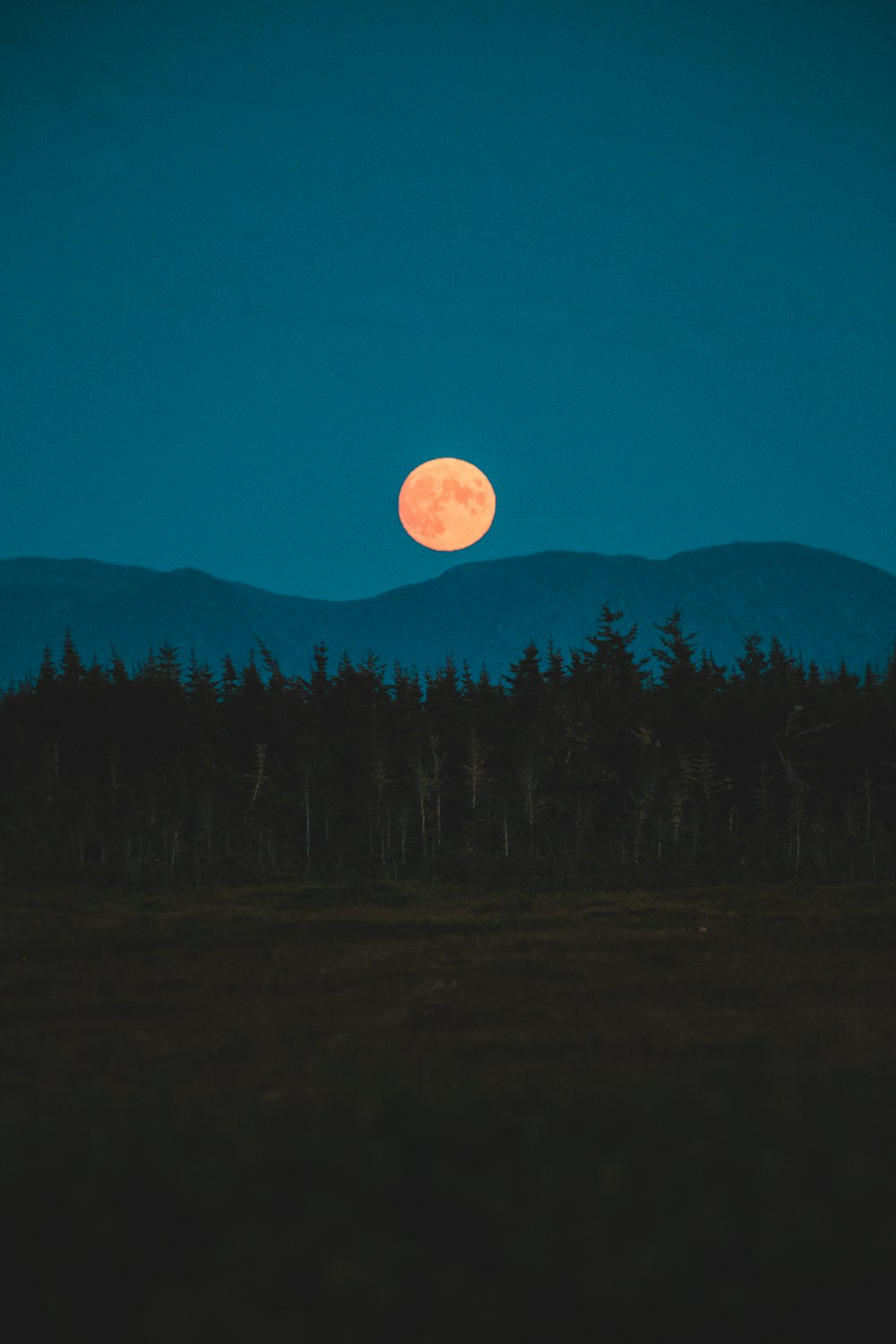 silhouette of trees during night time