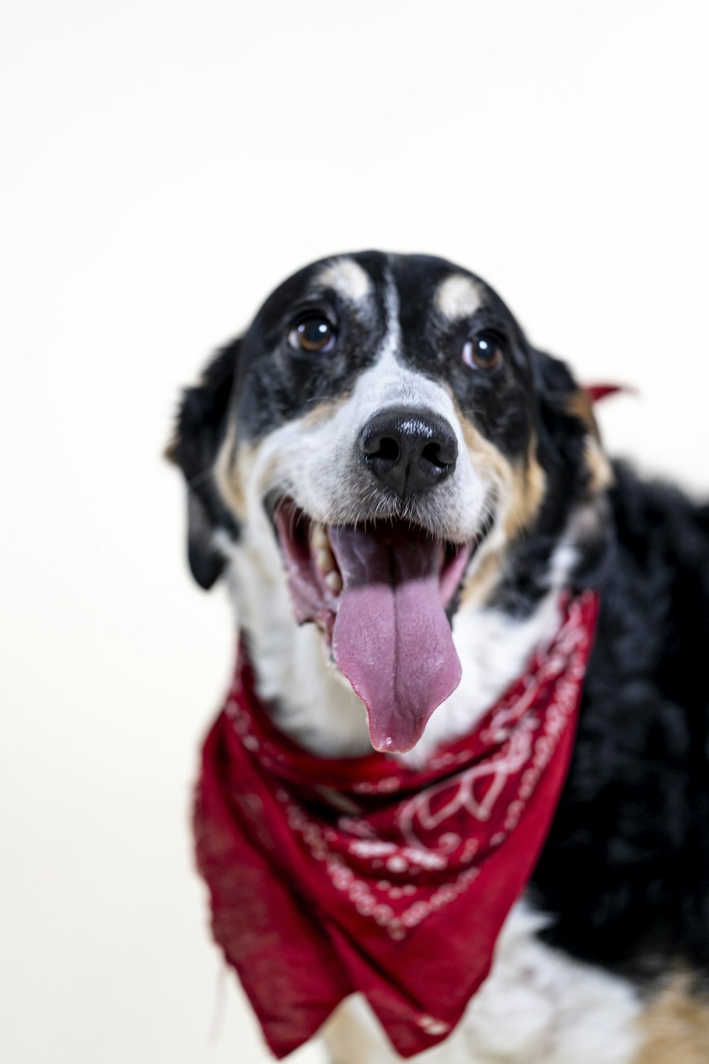 black white and brown short coated dog with red scarf