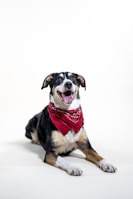 A cheerful dog with trimmed fur and a bright bandana smiling at the camera.