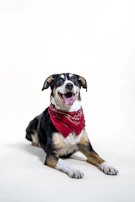 A happy pup wearing a colorful bandana, looking directly at the camera with bright eyes.
