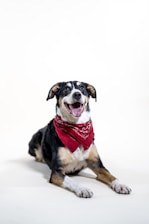 black white and brown short coated dog