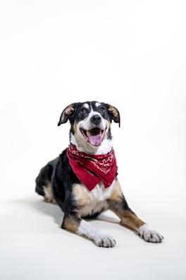 A smiling dog wearing a red bandana sitting next to a stack of valentine’s treat boxes tied with ribbon.
