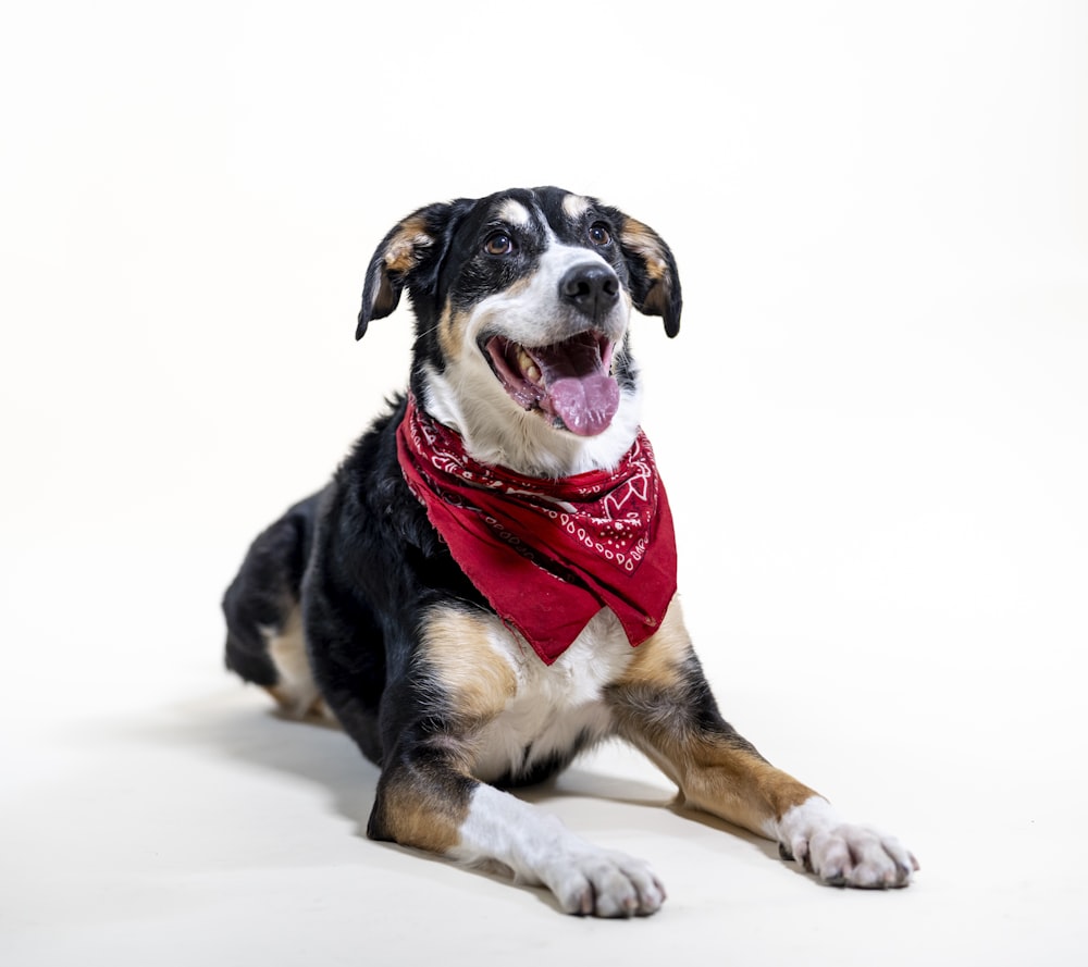 black white and brown short coated dog with red scarf