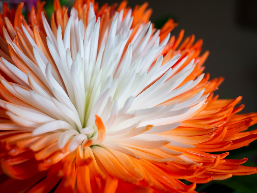 fleur blanche et orange dans un objectif macro photo – Photo Fleur fond  Gratuite sur Unsplash