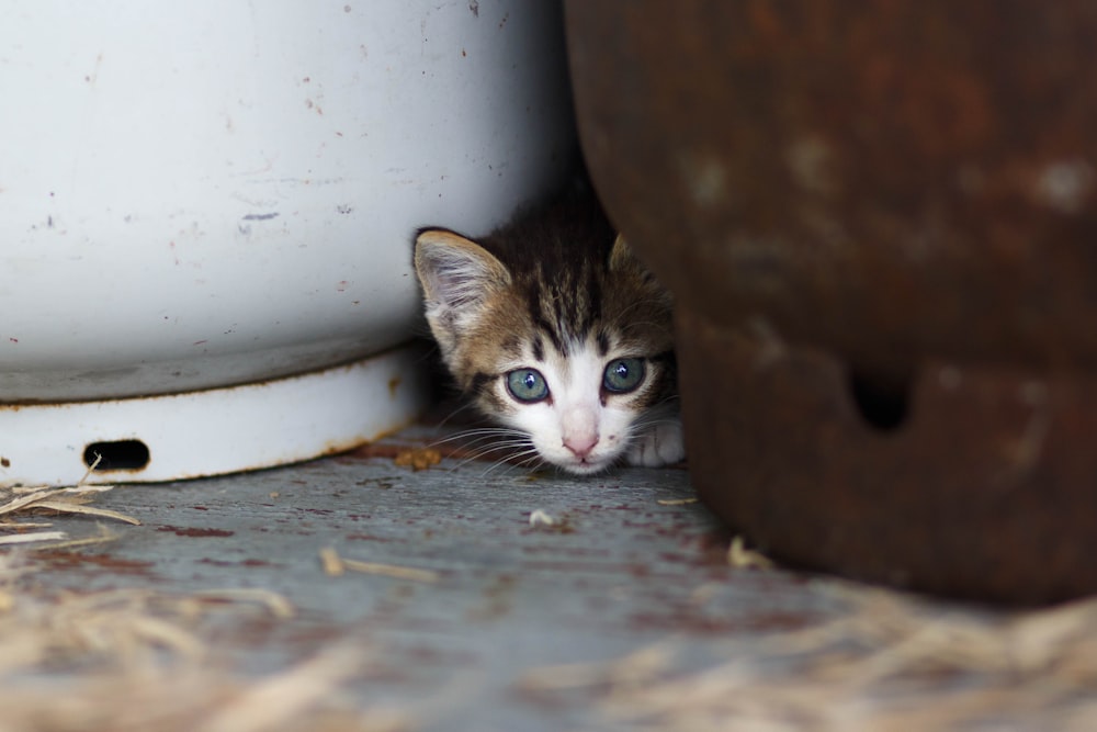 white and brown tabby cat