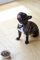 A French bulldog with a brindle coat is sitting on a light wooden floor, looking upwards with its tongue out. Nearby is a bowl of dog food, filled with what appears to be a mix of meat and vegetables. Sunlight streams onto the floor, creating a bright and inviting setting.
