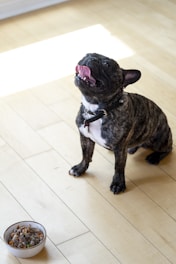 A French bulldog with a brindle coat is sitting on a light wooden floor, looking upwards with its tongue out. Nearby is a bowl of dog food, filled with what appears to be a mix of meat and vegetables. Sunlight streams onto the floor, creating a bright and inviting setting.