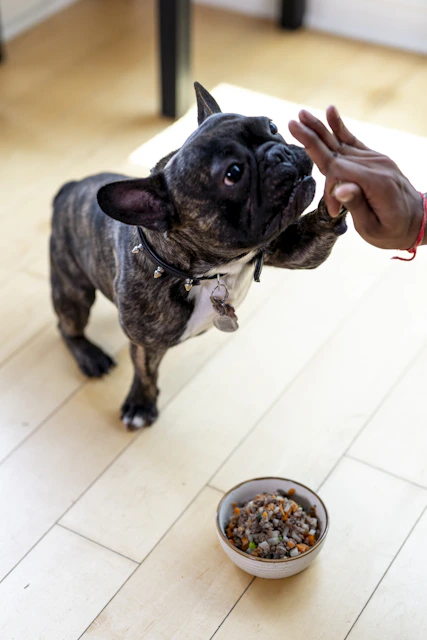 pfoten.fit. hundephysiotherapie / Ernährungsberatung bispingen 