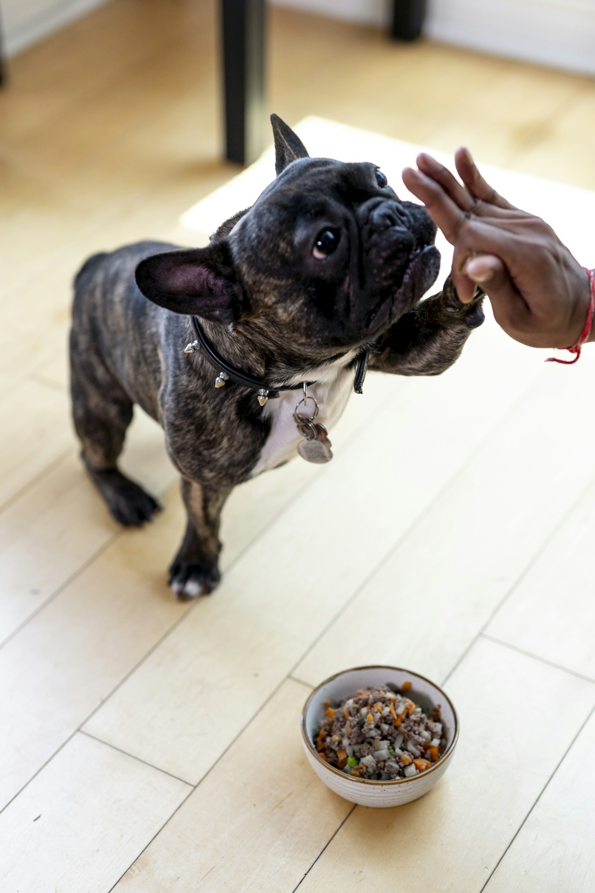 Bulldog Francês tigrado esperando a tigela de comida no piso de madeira