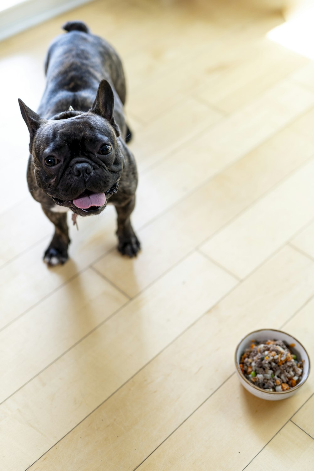 black and white french bulldog on brown floor tiles