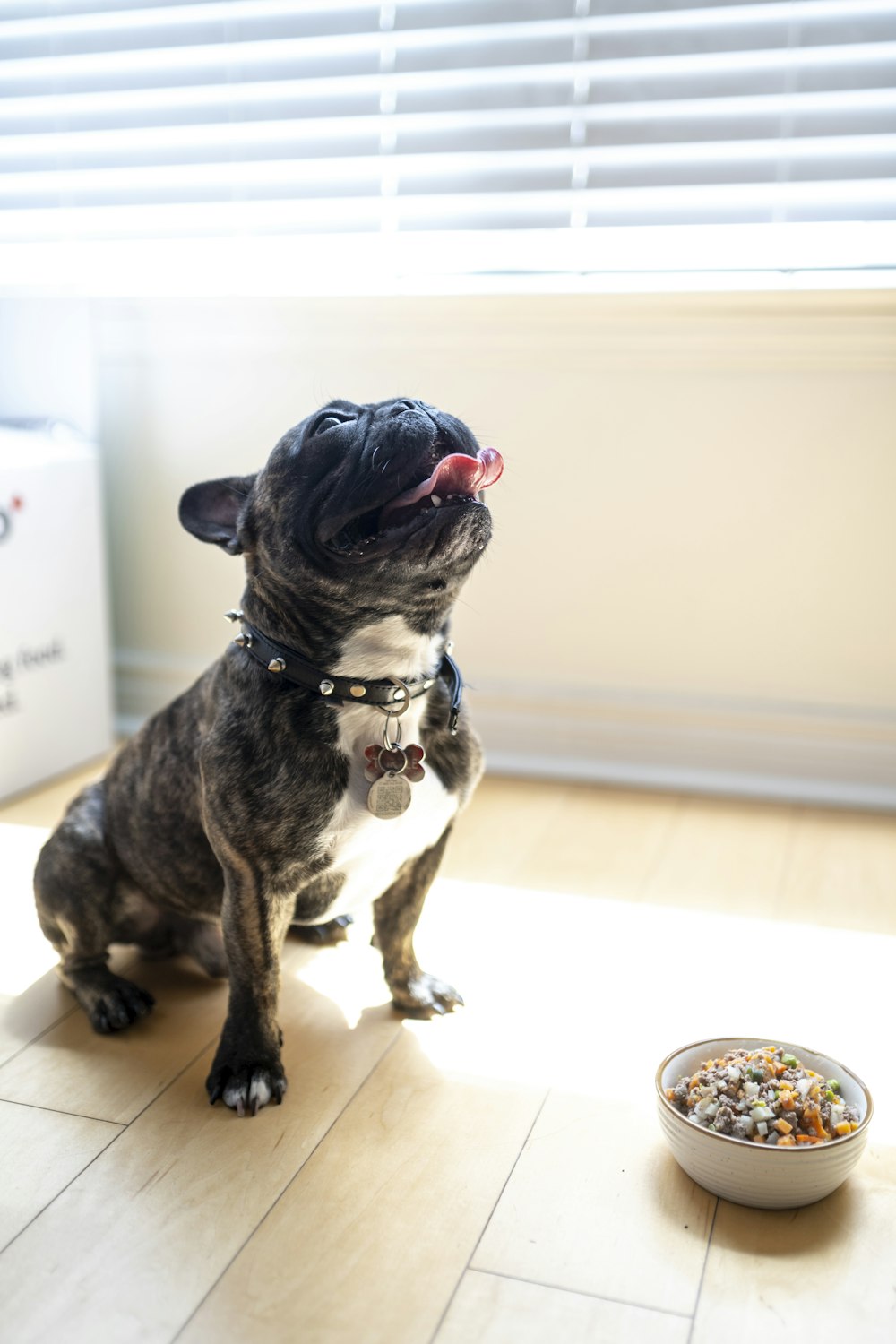 black and white short coated dog sitting on white ceramic round plate