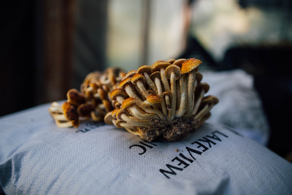 brown and white pine cone on white textile