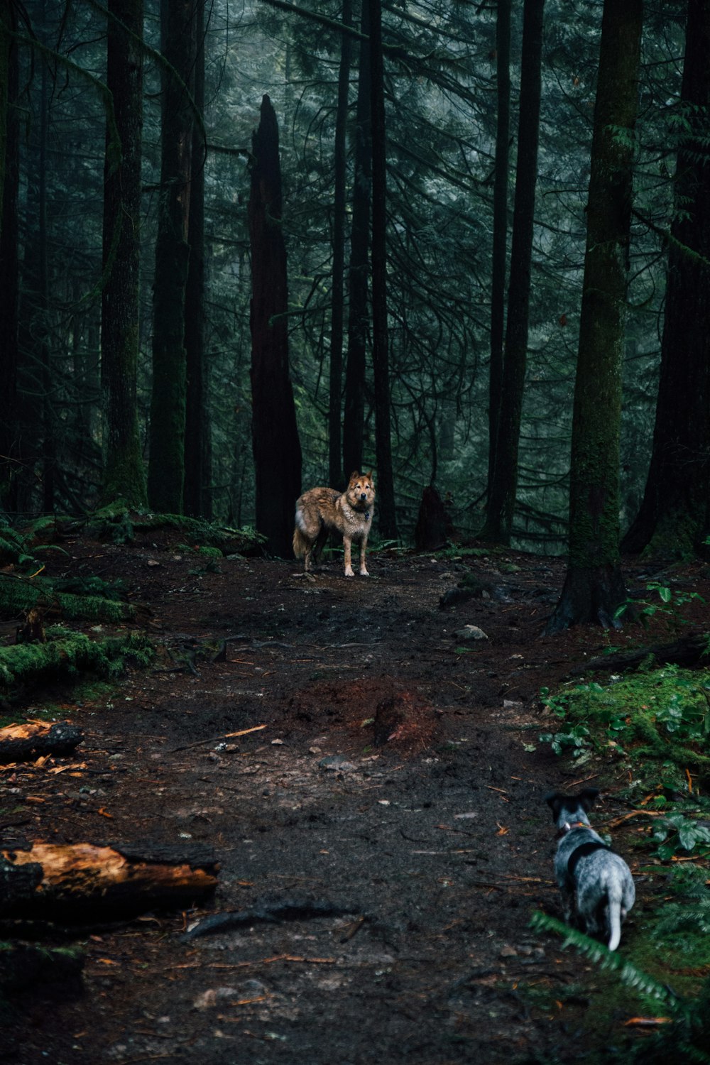 brown and white short coated dog walking on forest during daytime