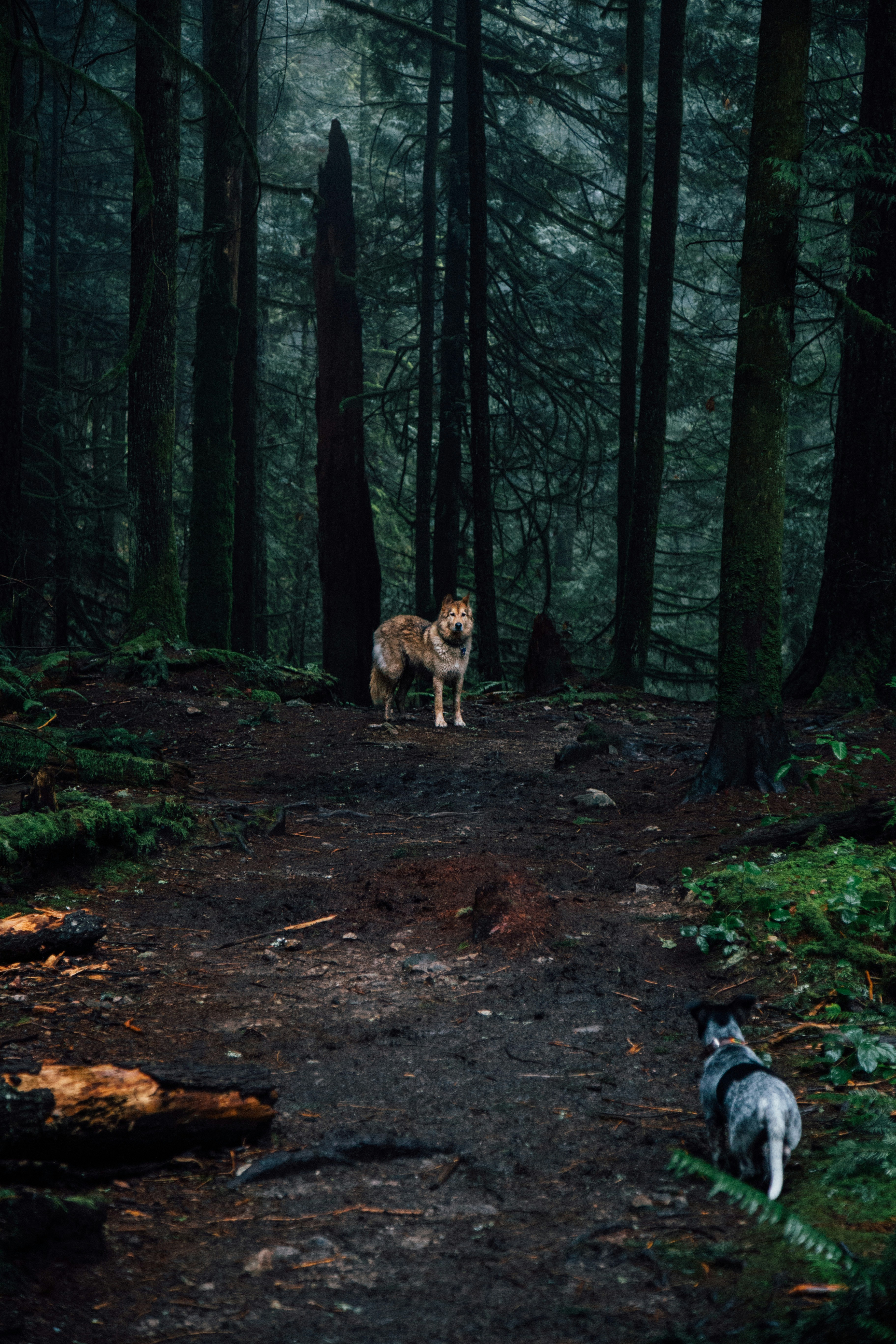 Beacons banner for @wolf