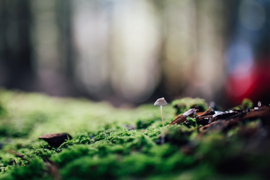 green moss on brown tree trunk in Squamish Canada