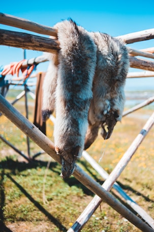 Two animal pelts are draped over a wooden structure outdoors, with a clear blue sky and grassy field in the background. The scene suggests traditional practices or rustic outdoor activities.