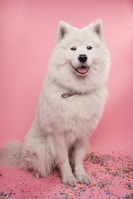 white long coat small dog