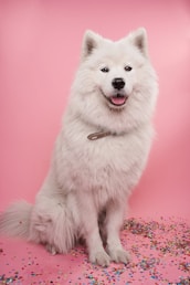 white long coat small dog