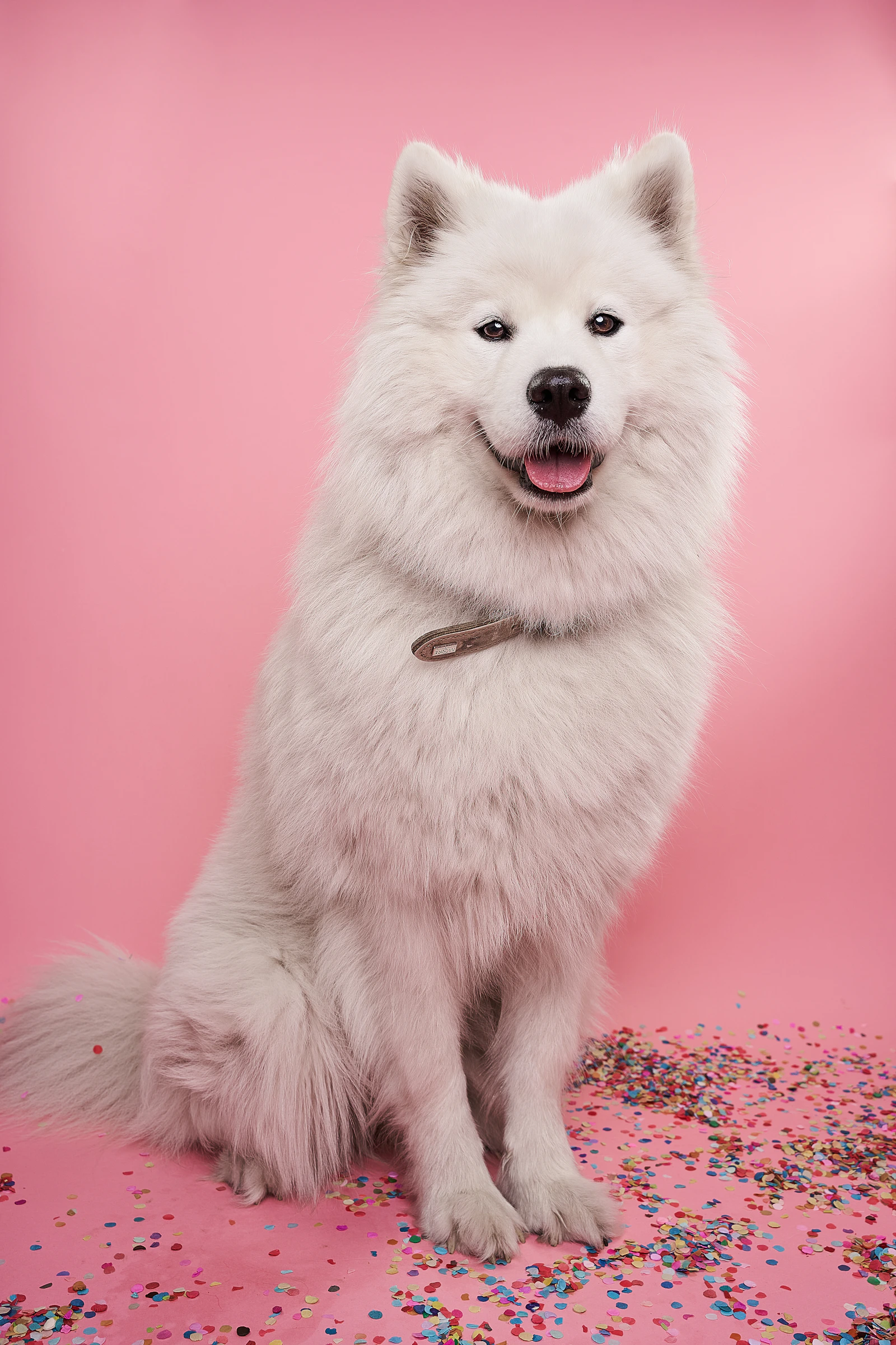 Fluffy dog sitting comfortably inside a home