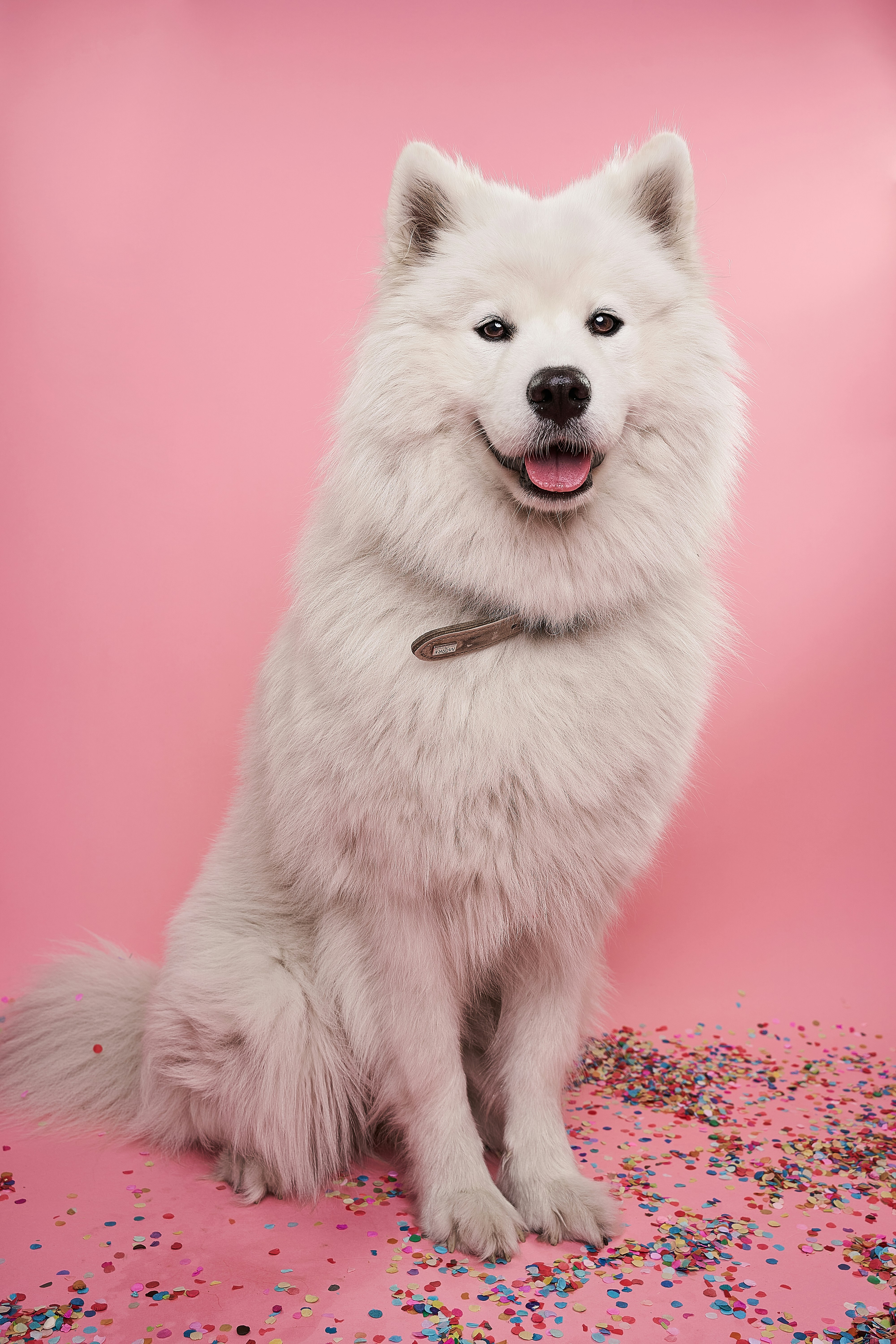 Photo of my dog with a pink background.