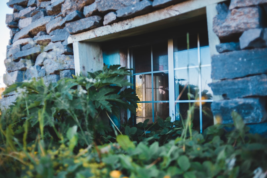 green plant beside brown brick house