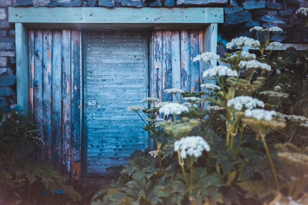 white flowers near brown wooden door