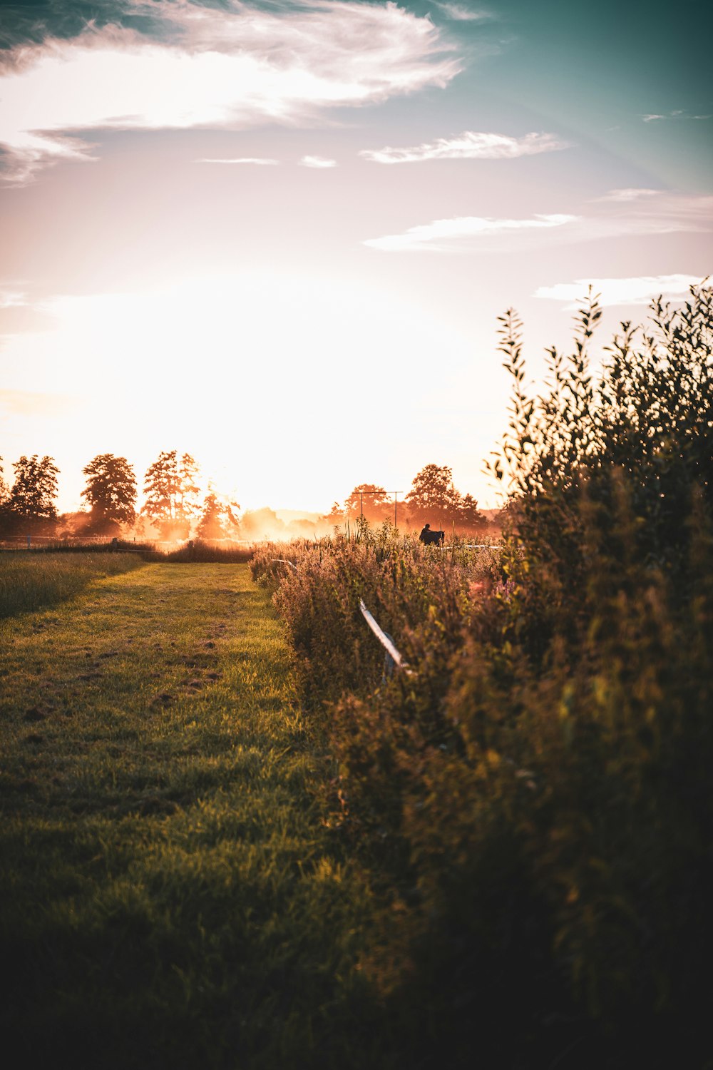 green grass field during sunset