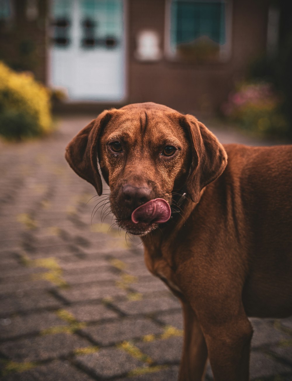 brown short coated dog on gray concrete floor during daytime