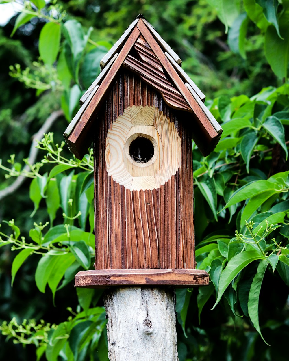 Casita para pájaros de madera marrón en el árbol